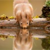 Red squirrel (Sciurus vulgaris) drinking at woodland pool, Scotland, November